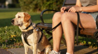 Why Race Alone When Your Dog Can Join, Too?