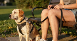 Why Race Alone When Your Dog Can Join, Too?